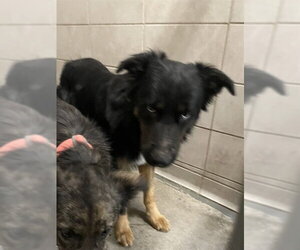 Australian Shepherd-Unknown Mix Dogs for adoption in Stockton, CA, USA