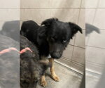 Small Australian Shepherd Mix