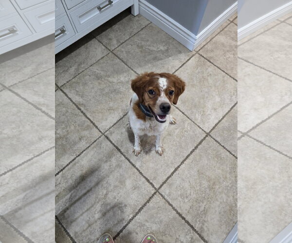 Medium Photo #1 - Mix Puppy For Sale in Curwensville, PA, USA