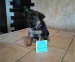 Small Photo #4 German Shepherd Dog Puppy For Sale in CORINTH, KY, USA