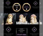 Small #7 Maltipoo