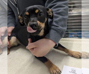 Dachshund-Unknown Mix Dogs for adoption in Chico, CA, USA