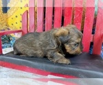 Small #7 Morkie