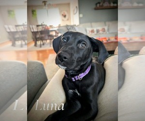Labrador Retriever-Unknown Mix Dogs for adoption in SHERBURNE, NY, USA
