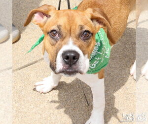 Marcie - Female Boxador Dog for Adoption - Photo #2