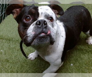 Bulldog-Unknown Mix Dogs for adoption in Downey, CA, USA