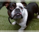 Small Bulldog Mix