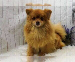 Pomeranian-Unknown Mix Dogs for adoption in Rockaway, NJ, USA