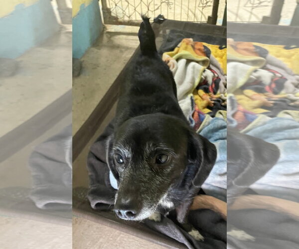 Medium Photo #3 Dachshund-Unknown Mix Puppy For Sale in Tracy City, TN, USA