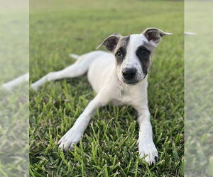 Medium Labrador Retriever Mix