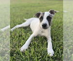 Small Labrador Retriever Mix