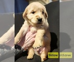 Puppy Yellow Labrador Retriever