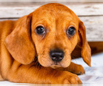 Puppy Carter Dachshund