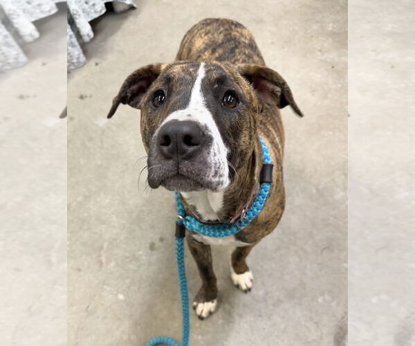 Medium Photo #3 Boxer-Plott Hound Mix Puppy For Sale in Rockaway, NJ, USA
