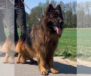 German Shepherd Dog Puppy for sale in KENT, WA, USA