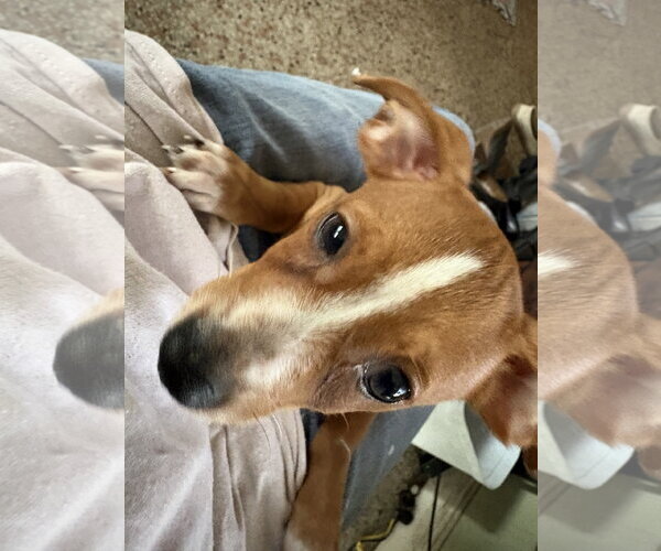Medium Photo #2 Jack Russell Terrier Puppy For Sale in Sanford, FL, USA