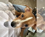 Small #1 Jack Russell Terrier
