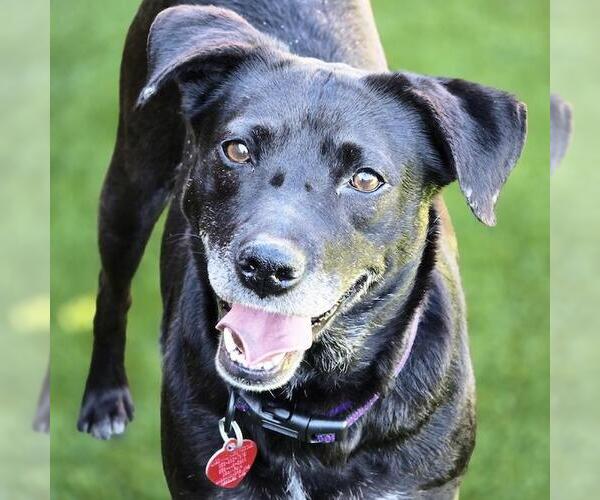 Medium Photo #30 Labrador Retriever-Unknown Mix Puppy For Sale in San Diego, CA, USA