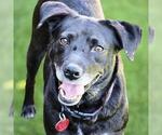 Small #29 Labrador Retriever Mix