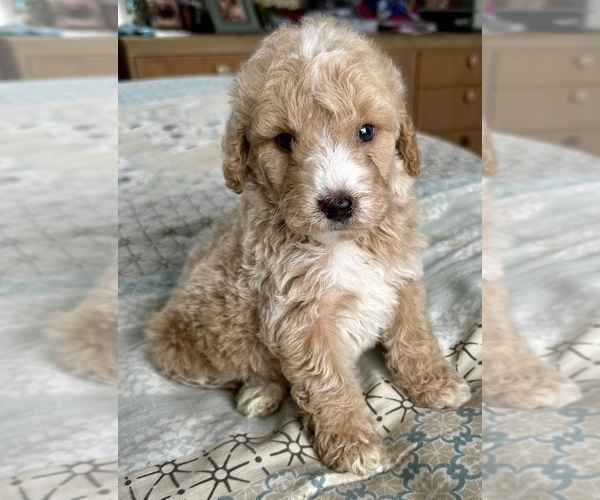 Medium Photo #16 Goldendoodle (Miniature) Puppy For Sale in PENSACOLA, FL, USA