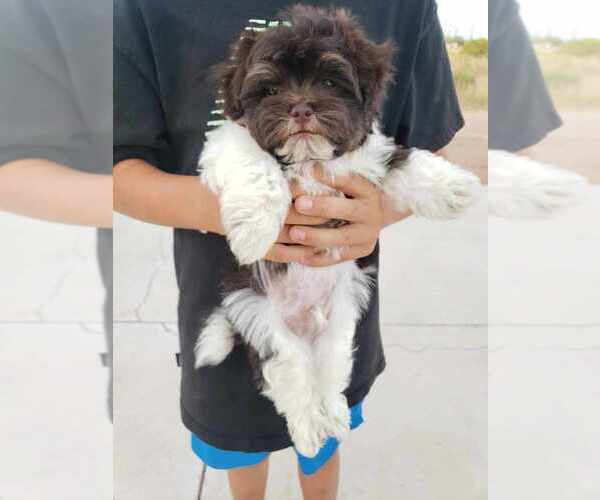 Medium Photo #10 Havanese Puppy For Sale in CASA GRANDE, AZ, USA