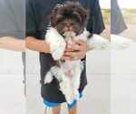 Small Photo #10 Havanese Puppy For Sale in CASA GRANDE, AZ, USA