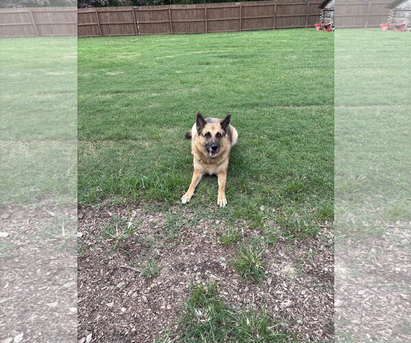 Medium Photo #1 German Shepherd Dog Puppy For Sale in New Hill, NC, USA