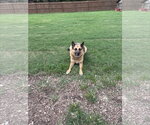 Small German Shepherd Dog