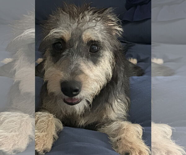 Medium Photo #1 Mutt Puppy For Sale in Morganville, NJ, USA