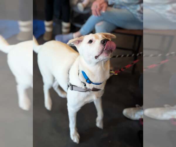 Medium Photo #2 Siberian Husky-Unknown Mix Puppy For Sale in Holly Springs, NC, USA