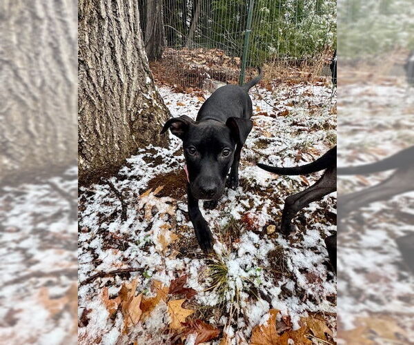 Medium Photo #7 American Pit Bull Terrier-Labrador Retriever Mix Puppy For Sale in Brewster, NY, USA