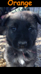 Small Photo #22 German Shepherd Dog Puppy For Sale in BROOKEVILLE, MD, USA