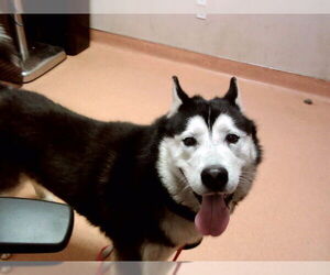Siberian Husky Dogs for adoption in Martinez, CA, USA