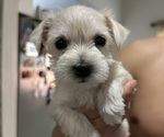 Puppy Maple Schnauzer (Miniature)