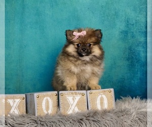 Pomeranian Puppy for sale in WARSAW, IN, USA