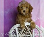 Small Photo #46 Maltipoo (Miniature) Puppy For Sale in WARSAW, IN, USA