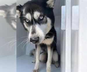 Huskies -Unknown Mix Dogs for adoption in Houston, TX, USA