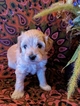 Puppy 3 Cavalier King Charles Spaniel-Poodle (Toy) Mix