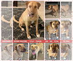 Small Black Mouth Cur Mix