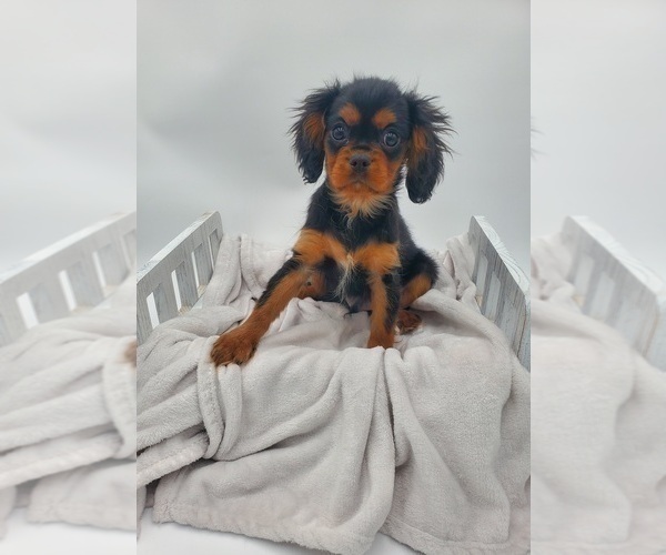 Medium Photo #1 Cavalier King Charles Spaniel Puppy For Sale in GOSHEN, IN, USA