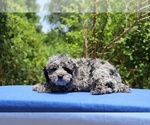 Small #6 Poodle (Toy)
