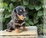 Remington - Male Dachshund Puppy for Sale - Photo #2
