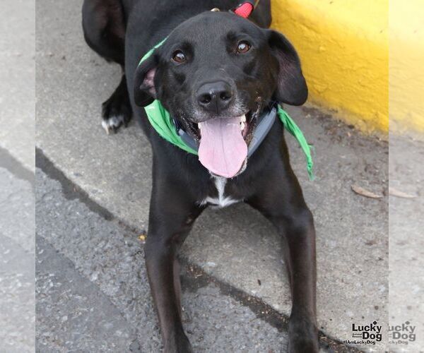 Medium Photo #2 Labrador Retriever-Unknown Mix Puppy For Sale in Washington, DC, USA