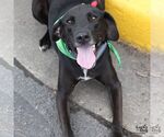 Small #1 Labrador Retriever Mix