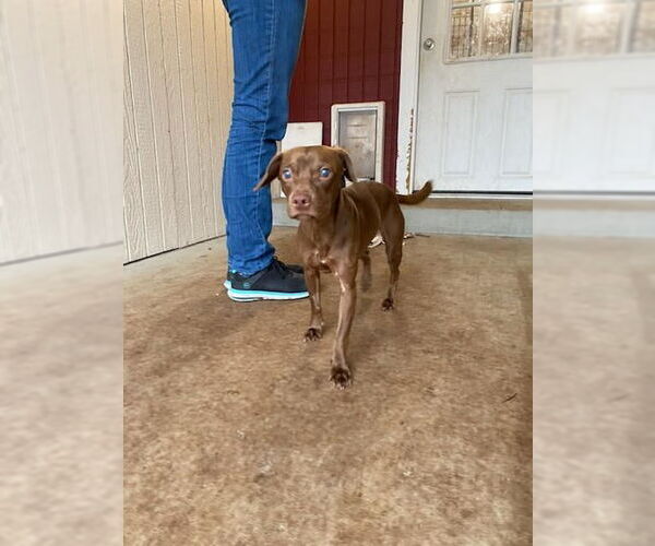 Medium Photo #1 Dachshund-Unknown Mix Puppy For Sale in Sequim, WA, USA