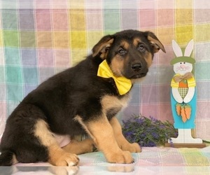 German Shepherd Dog Puppy for sale in LANCASTER, PA, USA