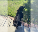 Small Photo #10 German Shorthaired Pointer-Poodle (Standard) Mix Puppy For Sale in AZUSA, CA, USA