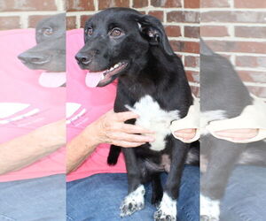 Mutt Dogs for adoption in Prattville, AL, USA