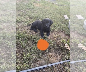 Labrador Retriever Dog for Adoption in DAYTON, Tennessee USA