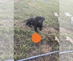 Small Photo #1 Labrador Retriever Puppy For Sale in DAYTON, TN, USA